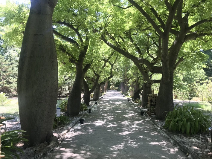 Die Antonino De Leo Allee im Botanischen Garten