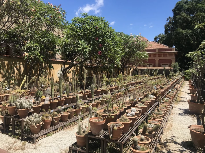 Kakteenzüchtung im Botanischen Garten