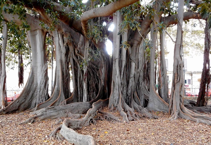 Ein Ficus Stamm im Giardino Garibaldi Park