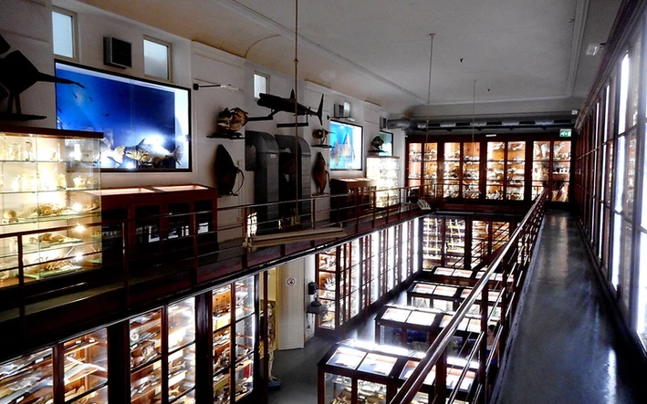 Innenraum vom Museo Zoologia Doderlein