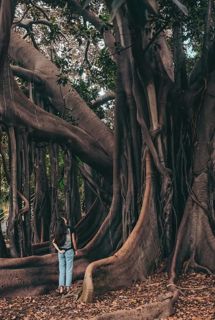 Frau steht unter einem Feigenbaum im Park Giardino Garbaldi